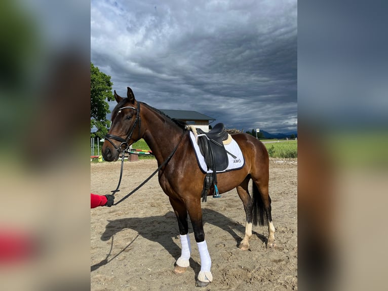 Österreichisches Warmblut Wallach 4 Jahre 166 cm Brauner in Wolnzach