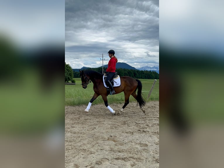 Österreichisches Warmblut Wallach 4 Jahre 166 cm Brauner in Wolnzach