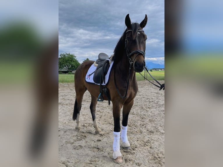 Österreichisches Warmblut Wallach 4 Jahre 166 cm Brauner in Wolnzach
