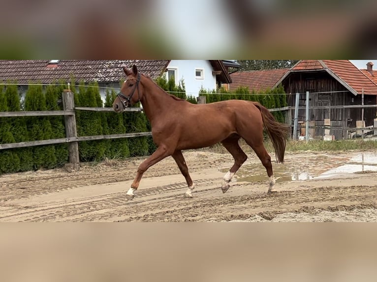 Österreichisches Warmblut Wallach 4 Jahre 166 cm Fuchs in Eferding