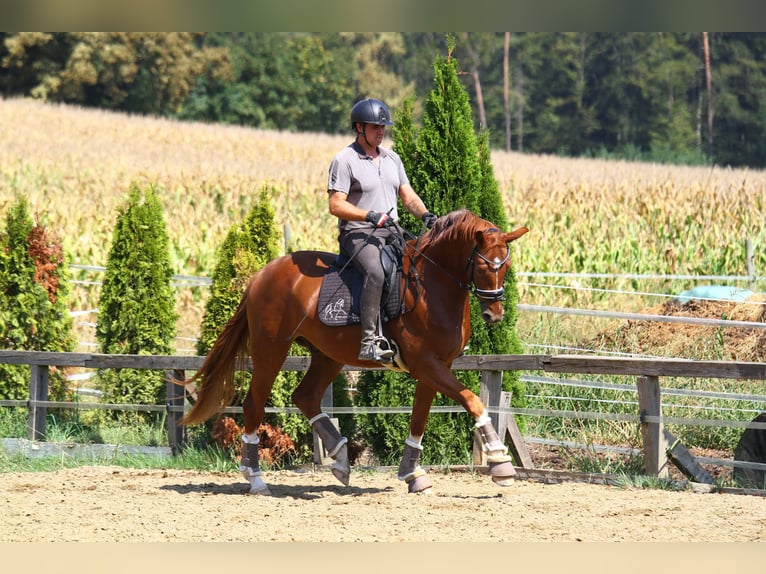 Österreichisches Warmblut Wallach 4 Jahre 166 cm Fuchs in St Marein bei Graz