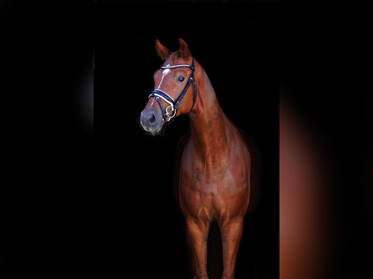 Österreichisches Warmblut Wallach 4 Jahre 166 cm Fuchs in St Marein bei Graz