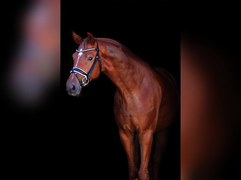 Österreichisches Warmblut Wallach 4 Jahre 166 cm Fuchs in St Marein bei Graz