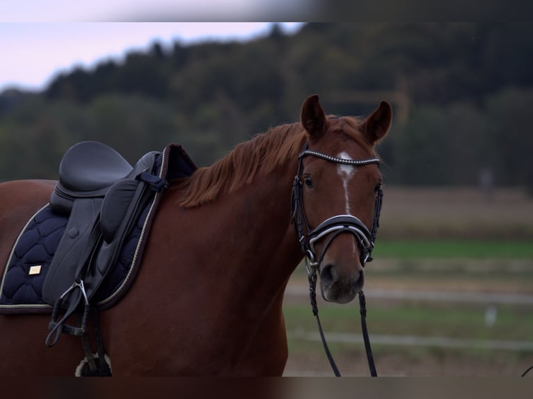 Österreichisches Warmblut Wallach 4 Jahre 166 cm Fuchs in St Marein bei Graz