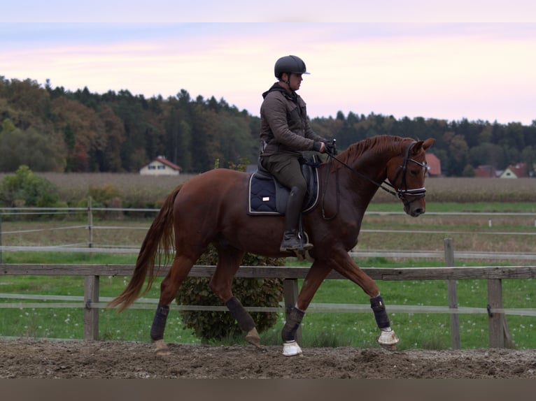 Österreichisches Warmblut Wallach 4 Jahre 166 cm Fuchs in St Marein bei Graz