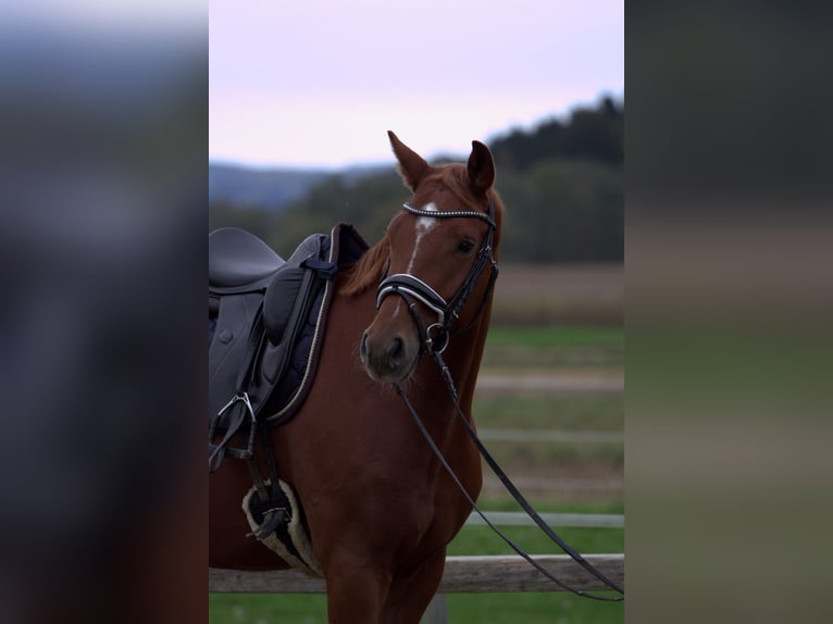 Österreichisches Warmblut Wallach 4 Jahre 166 cm Fuchs in St Marein bei Graz