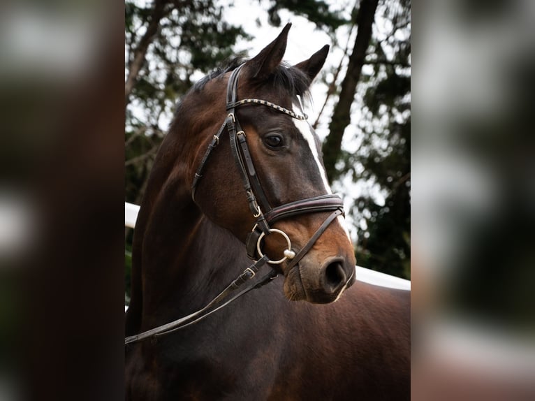 Österreichisches Warmblut Wallach 4 Jahre 167 cm Brauner in Karnabrunn