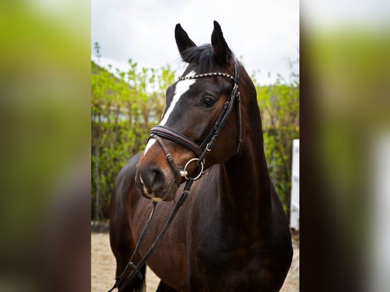 Österreichisches Warmblut Wallach 4 Jahre 167 cm Brauner in Karnabrunn