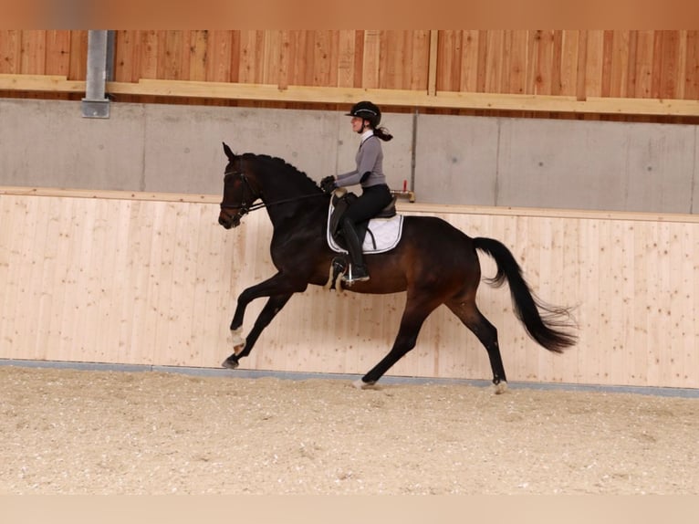 Österreichisches Warmblut Wallach 4 Jahre 167 cm Dunkelbrauner in Hofkirchen an