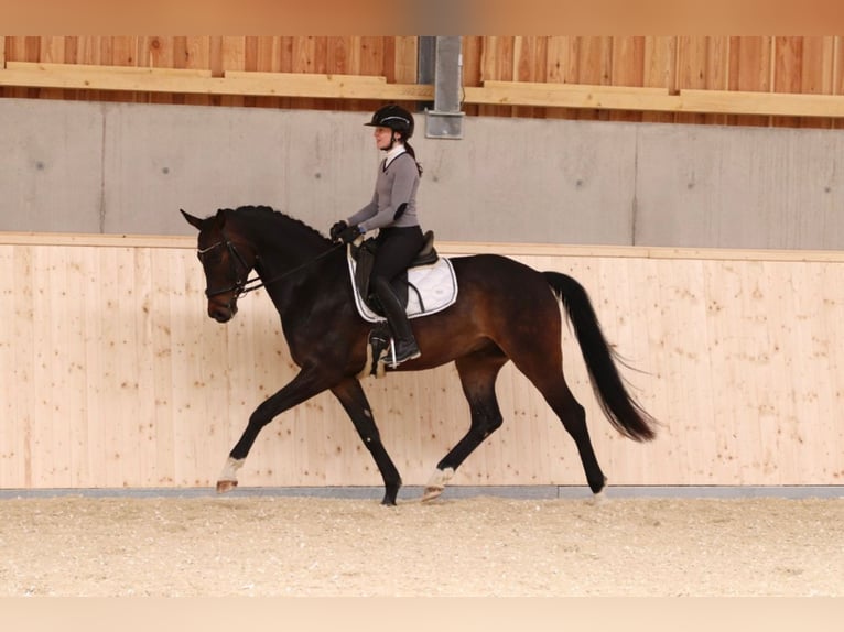 Österreichisches Warmblut Wallach 4 Jahre 167 cm Dunkelbrauner in Hofkirchen an