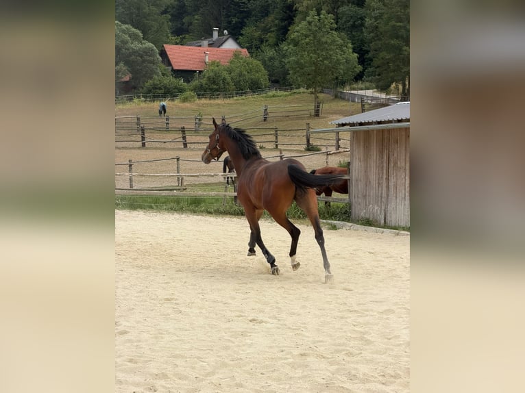 Österreichisches Warmblut Wallach 4 Jahre 167 cm Dunkelbrauner in Bromberg