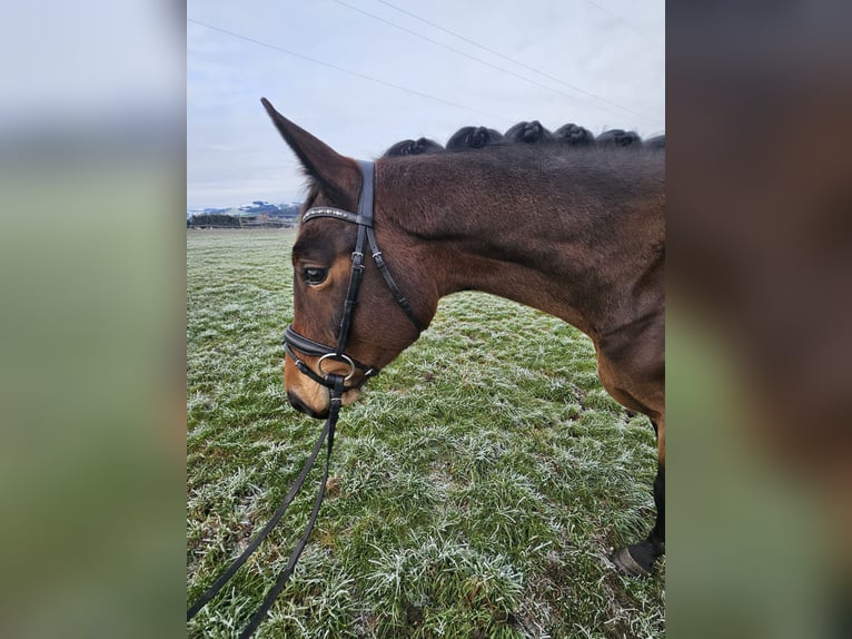 Österreichisches Warmblut Wallach 4 Jahre 168 cm Brauner in Steyr