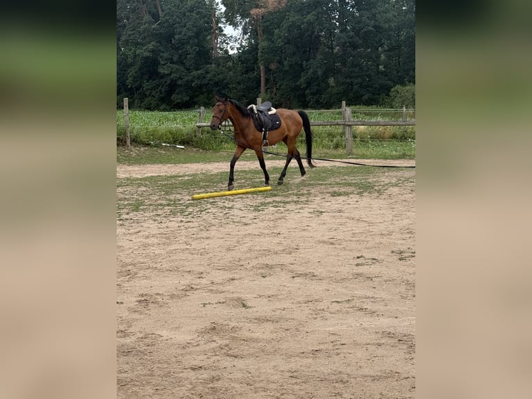 Österreichisches Warmblut Wallach 4 Jahre 168 cm Brauner in Spalt