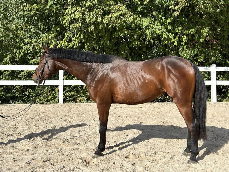 Österreichisches Warmblut Wallach 4 Jahre 168 cm Brauner in Loiching