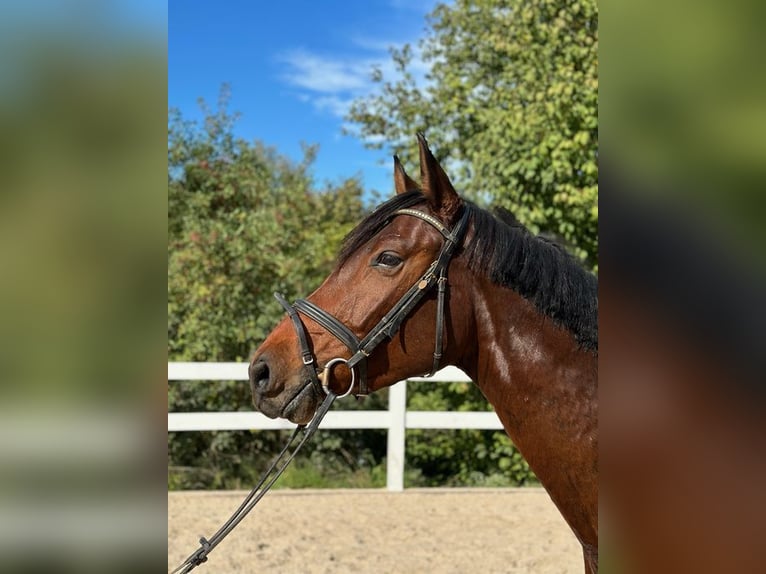 Österreichisches Warmblut Wallach 4 Jahre 168 cm Brauner in Loiching