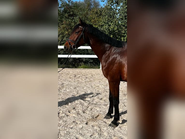 Österreichisches Warmblut Wallach 4 Jahre 168 cm Brauner in Loiching