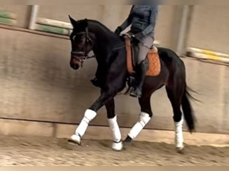 Österreichisches Warmblut Wallach 4 Jahre 168 cm Dunkelbrauner in Wien, LeopoldstadtWien