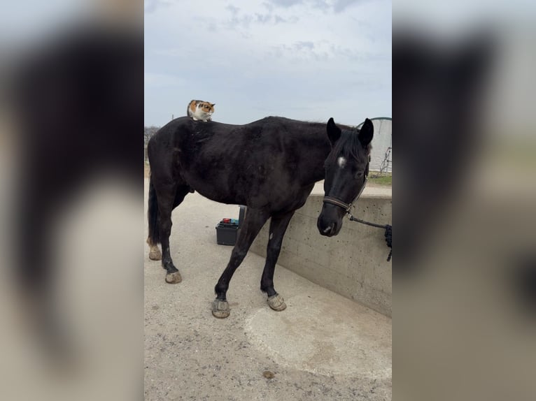 Österreichisches Warmblut Wallach 4 Jahre 168 cm Rappe in Mörschwang