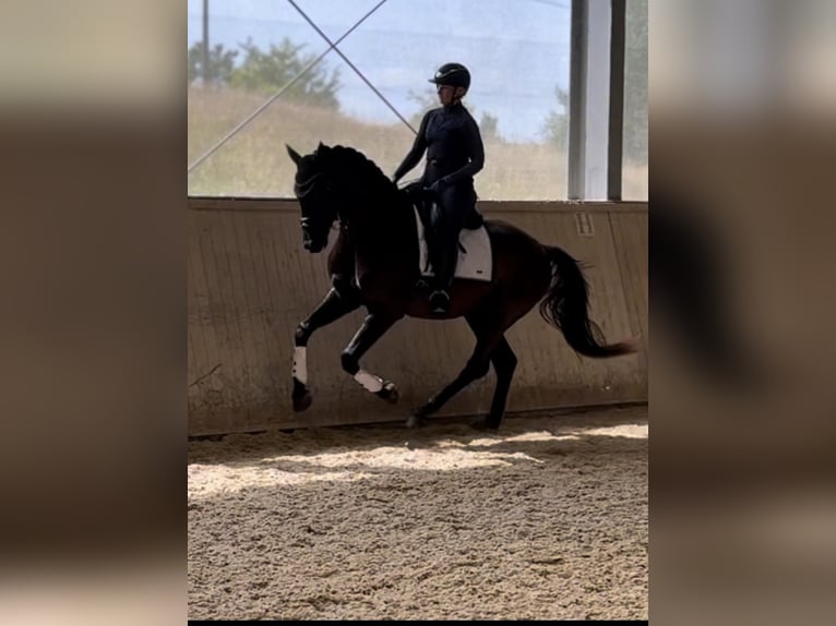 Österreichisches Warmblut Wallach 4 Jahre 169 cm Rappe in Niederthalheim