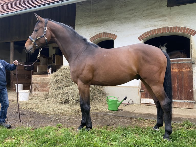 Österreichisches Warmblut Wallach 4 Jahre 170 cm Dunkelbrauner in St. Stefan im Rosental