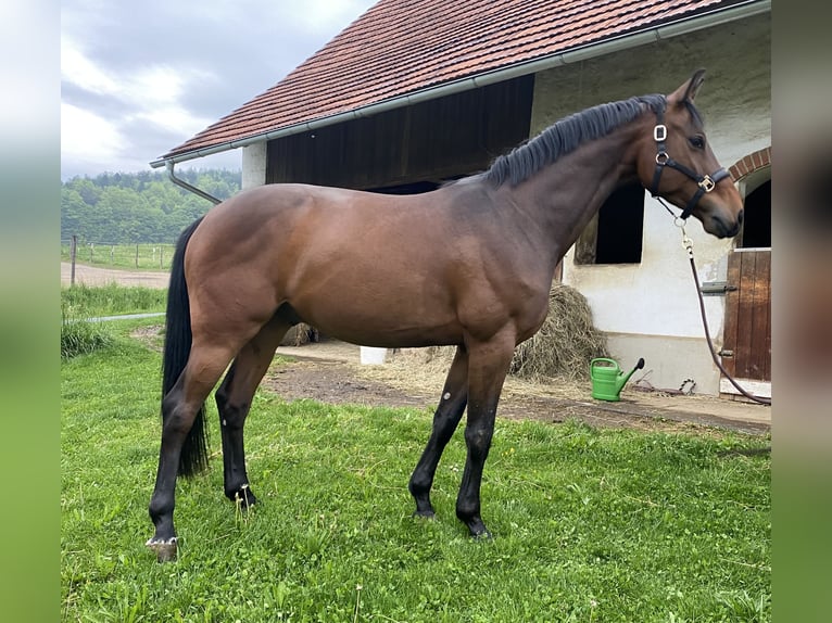 Österreichisches Warmblut Wallach 4 Jahre 170 cm Dunkelbrauner in St. Stefan im Rosental