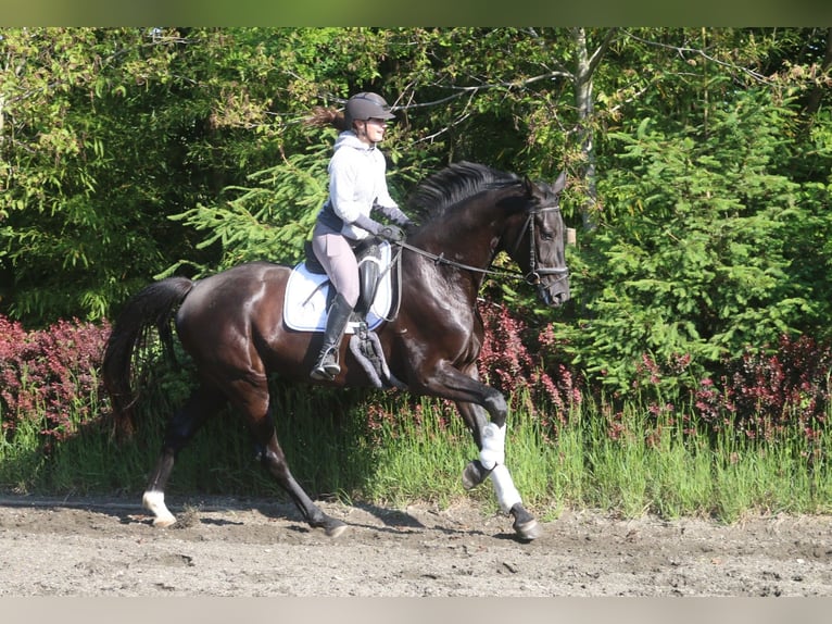 Österreichisches Warmblut Wallach 4 Jahre 170 cm Rappe in Pöllau