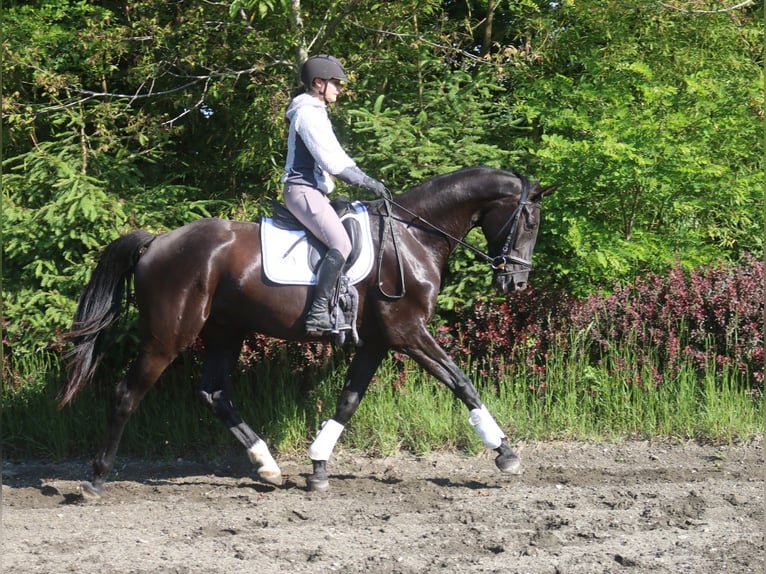 Österreichisches Warmblut Wallach 4 Jahre 170 cm Rappe in Pöllau