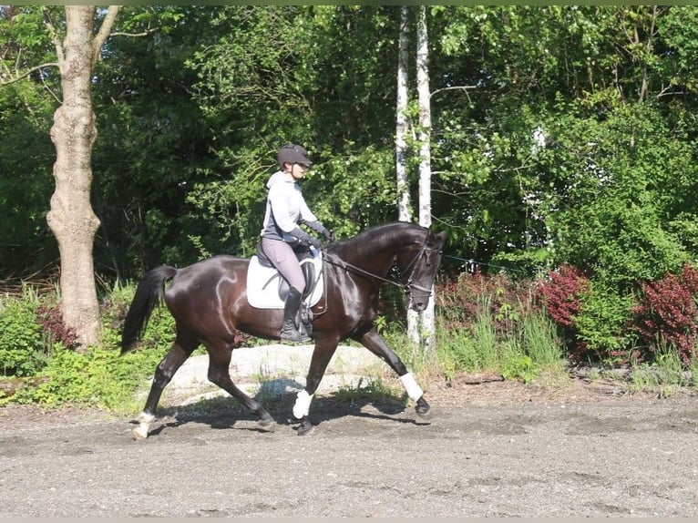 Österreichisches Warmblut Wallach 4 Jahre 170 cm Rappe in Pöllau