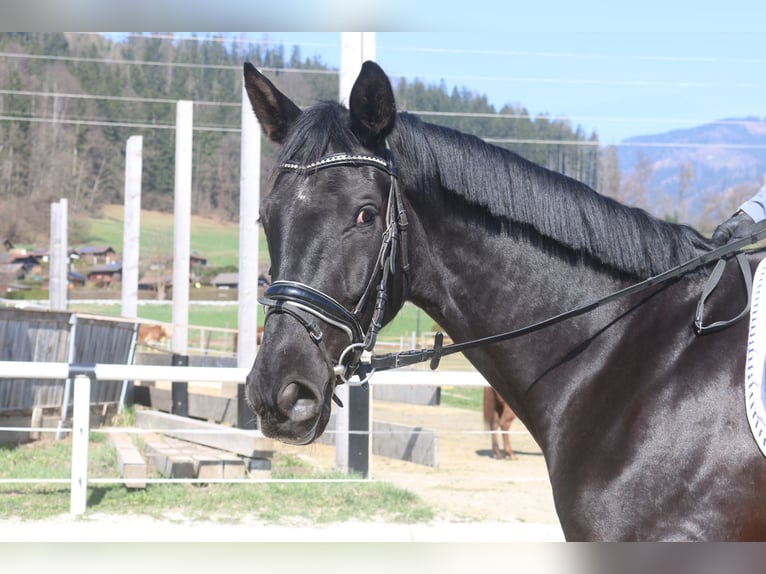 Österreichisches Warmblut Wallach 4 Jahre 170 cm Rappe in Pöllau