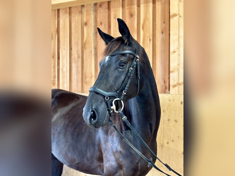 Österreichisches Warmblut Wallach 4 Jahre 170 cm Rappe in Horn