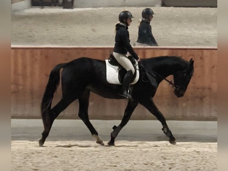 Österreichisches Warmblut Wallach 4 Jahre 170 cm Schwarzbrauner in Braunau