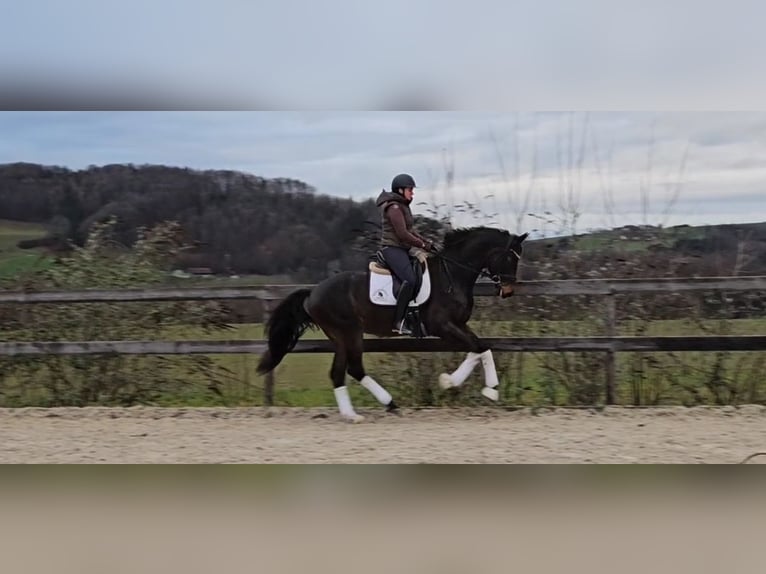 Österreichisches Warmblut Wallach 4 Jahre 170 cm Schwarzbrauner in Garsten