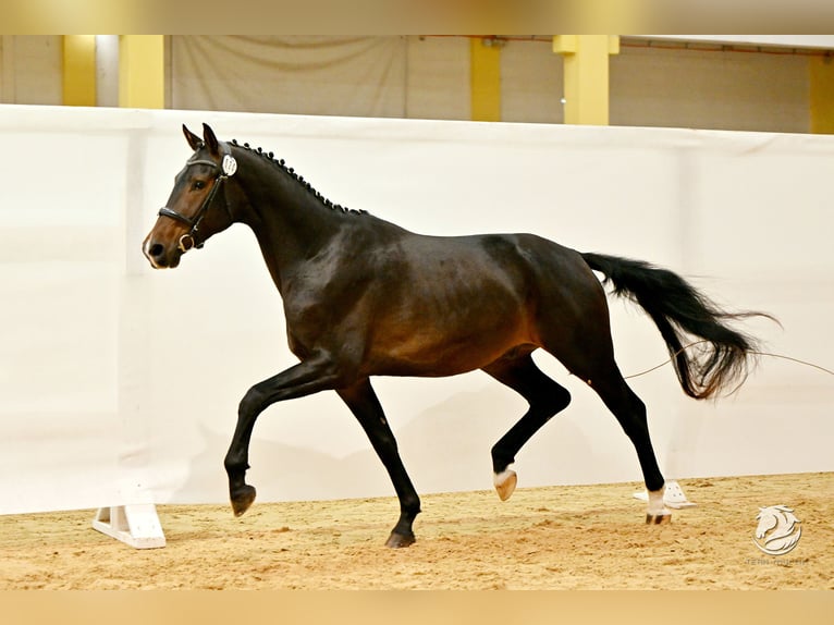 Österreichisches Warmblut Wallach 4 Jahre 170 cm Schwarzbrauner in Eberschwang