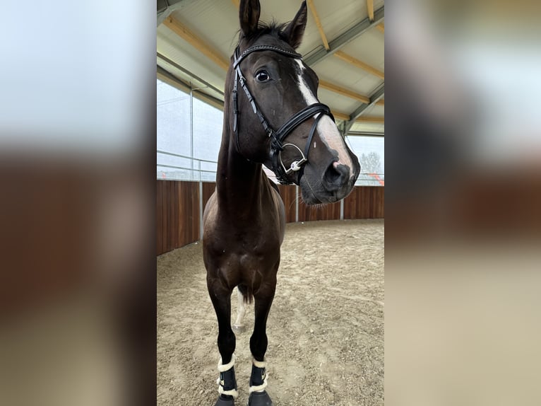 Österreichisches Warmblut Wallach 4 Jahre 170 cm Schwarzbrauner in Cham