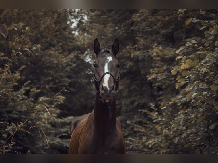 Österreichisches Warmblut Wallach 4 Jahre 170 cm Schwarzbrauner in Cham