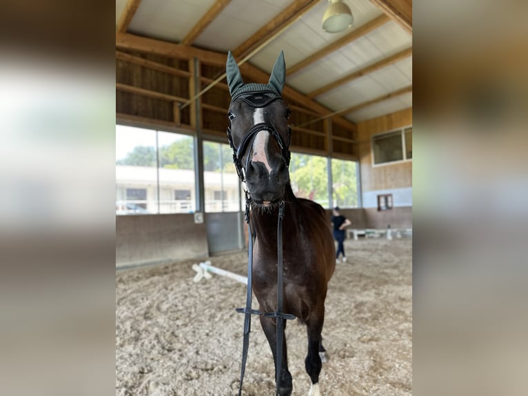 Österreichisches Warmblut Wallach 4 Jahre 170 cm Schwarzbrauner in Cham