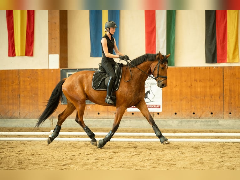 Österreichisches Warmblut Wallach 4 Jahre 171 cm Brauner in Niklasdorf