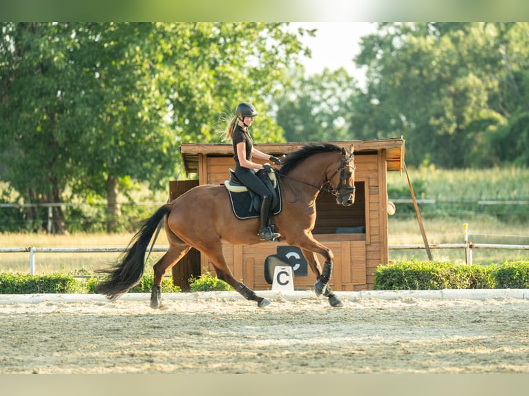 Österreichisches Warmblut Wallach 4 Jahre 171 cm Brauner in Niklasdorf