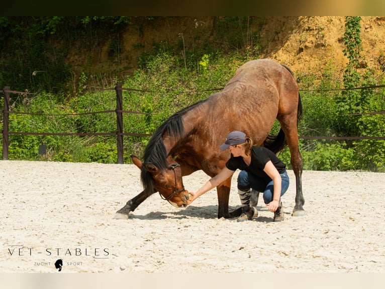 Österreichisches Warmblut Wallach 4 Jahre 172 cm Brauner in Sankt Peter am Ottersbach