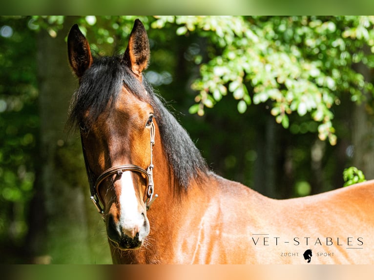 Österreichisches Warmblut Wallach 4 Jahre 172 cm Brauner in Sankt Peter am Ottersbach