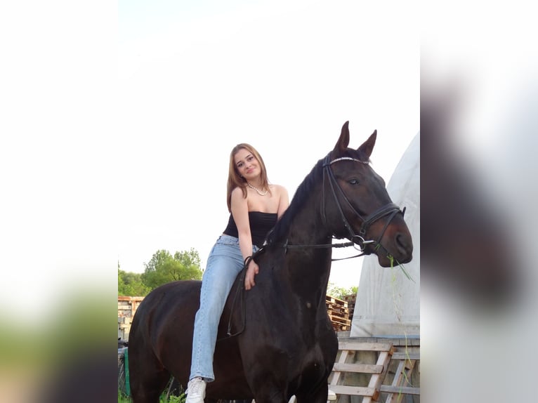 Österreichisches Warmblut Wallach 4 Jahre 172 cm Schwarzbrauner in Amstetten