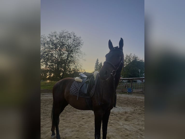 Österreichisches Warmblut Wallach 4 Jahre 172 cm Schwarzbrauner in Amstetten