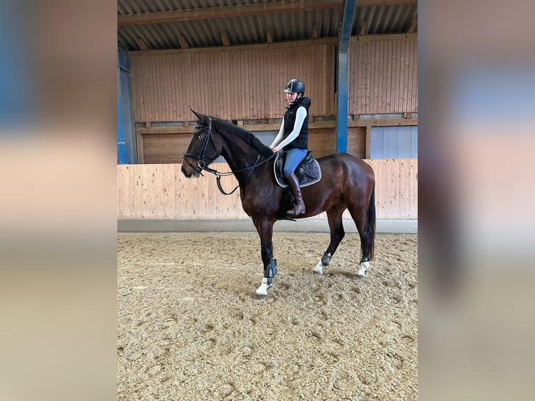 Österreichisches Warmblut Wallach 4 Jahre 173 cm Brauner in Fehring