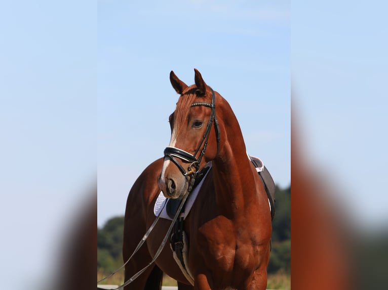 Österreichisches Warmblut Wallach 4 Jahre 173 cm Fuchs in St Marein bei Graz