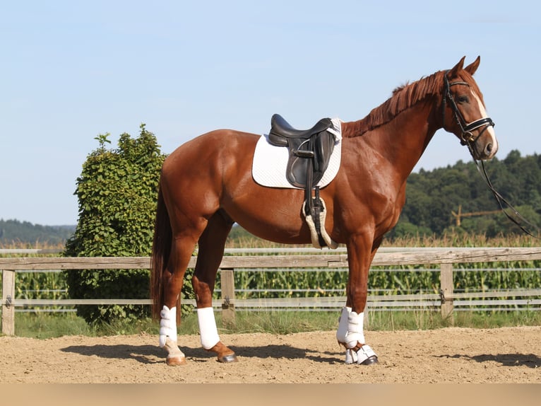 Österreichisches Warmblut Wallach 4 Jahre 173 cm Fuchs in St Marein bei Graz