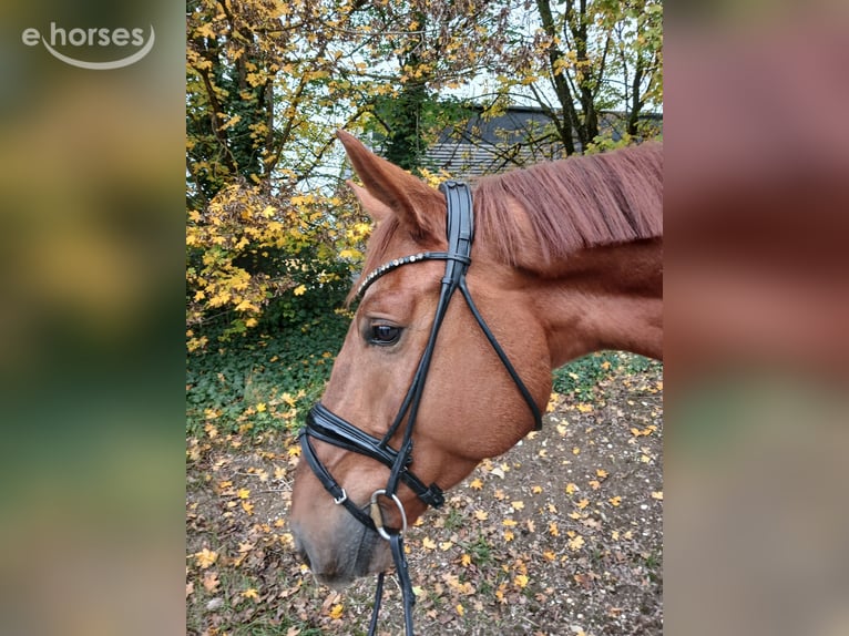Österreichisches Warmblut Wallach 4 Jahre 174 cm Fuchs in Stadl-Paura