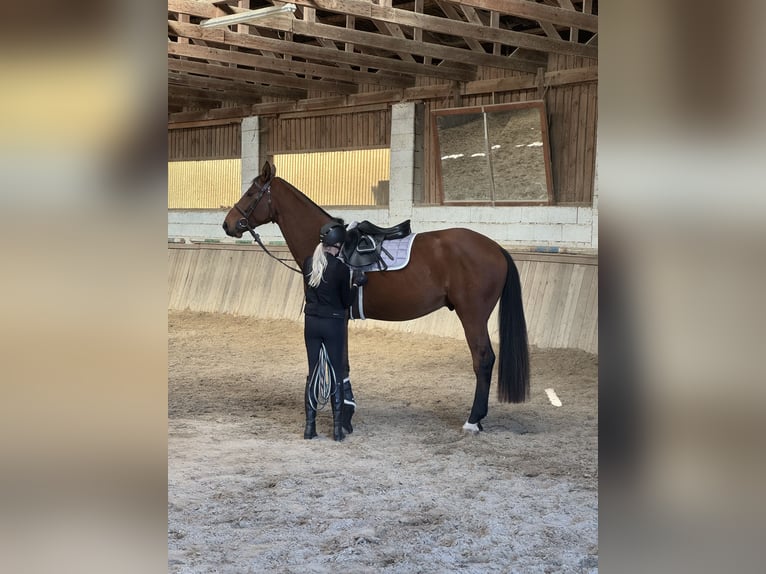 Österreichisches Warmblut Wallach 4 Jahre 175 cm Brauner in Stegersbach