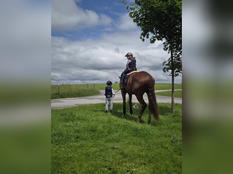 Österreichisches Warmblut Wallach 4 Jahre 175 cm Dunkelfuchs in Schöngumprechting