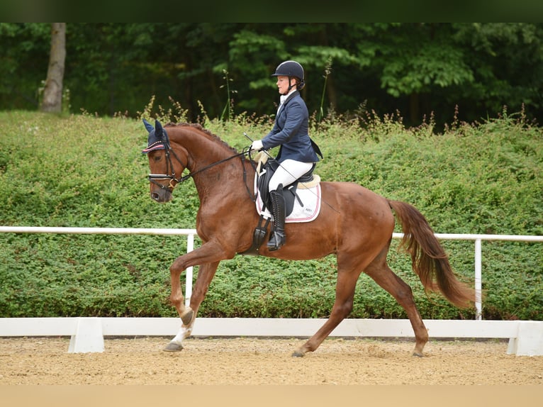 Österreichisches Warmblut Wallach 4 Jahre 175 cm Dunkelfuchs in Schöngumprechting