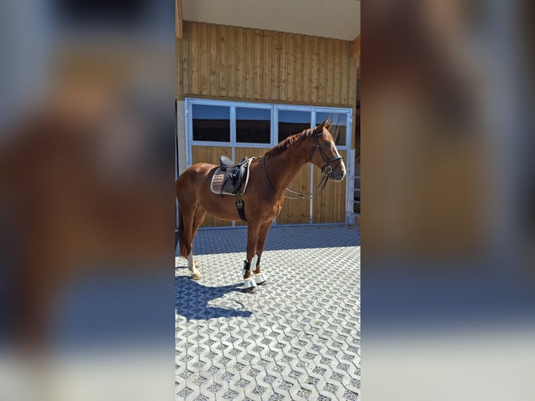 Österreichisches Warmblut Wallach 4 Jahre 175 cm Fuchs in Gleisdorf